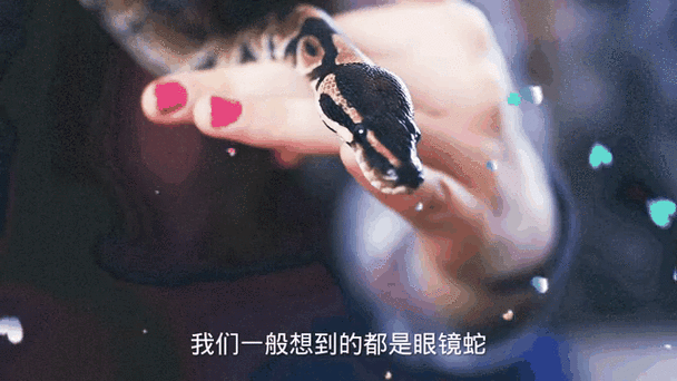 新澳2025今晚开奖结果和男子在湖边被蛇咬伤与男子在湖边被蛇咬伤视频